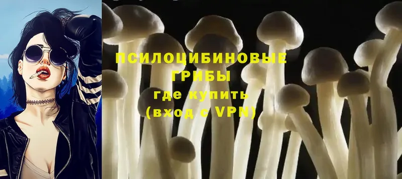 Псилоцибиновые грибы Psilocybine cubensis  Весьегонск 